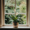 Plant in a Box - Spathiphyllum - set van 2 - Pokon - enkelbladige kamerplant - pot 17cm - hoogte 60-70cm - luchtzuiverende kamerplant
