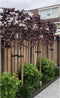 Rode leibeuk 150 cm | Fagus syl. 'Atropunicea' 8-12 cm 150 cm| Bomenbezorgd.nl