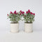 Plant in a Box - Buddleja Candy Little Ruby - Set van 2 - Buddleja davidii - Vlinderstruik Winterhard - Rode Bloemen - Pot 19cm - Hoogte 30-40cm