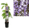 2 stuks - Van der starre - Klimplant Wisteria sinensis Prolific 1...