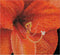 Thea Gouverneur - Borduurpakket met telpatroon - 496A - Voorgesorteerde DMC Garens - Amaryllis - Aida - 15 cm x 14 cm - DIY Kit