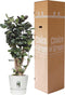 Polyscias Fabian in Elho® Greenville pot ↨ 100cm - hoge kwaliteit planten