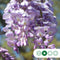 Blauwe regen als dakboom 180 cm stamhoogte | Wisteria sinensis 6-10 cm 180 cm| Bomenbezorgd.nl