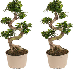 Plant in a Box - Ficus Ginseng S-Shape - Set van 2 - Japanse Bonsai kamerplanten - Pot 22cm - Hoogte 60-70cm
