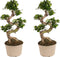 Plant in a Box - Ficus Ginseng S-Shape - Set van 2 - Japanse Bonsai kamerplanten - Pot 22cm - Hoogte 60-70cm