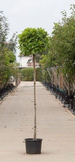 Bol Moeraseik 180 cm stamhoogte | Quercus pal. 'Green Dwarf' 6-10 cm 180 cm| Bomenbezorgd.nl