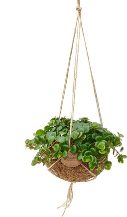 Kokodama Sedum Tornado ↨ 20cm - hoge kwaliteit planten