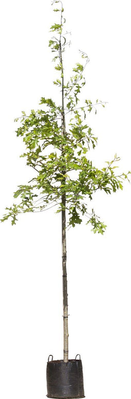 Moeraseik | Quercus Palustris | Bomenbezorgd.nl
