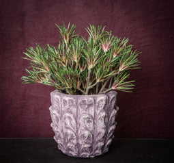 PTMD Succulent Aloe Kunstplant - 21 x 20 x 37 cm - Groen/roze