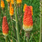 Plant in a Box - Tritoma Kniphofia Alcazar - Set van 3 - Vuurpijl - Wortelstokken - Zomerbloeiende plant