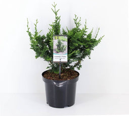 Chamaecyparis pisifera 'Teddy Bear' - Japanse schijncipres - 20-25 cm - Pot 3 Liter