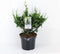 Chamaecyparis pisifera 'Teddy Bear' - Japanse schijncipres - 20-25 cm - Pot 3 Liter