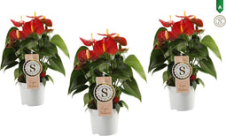 Trio Anthurium "Red Champion"