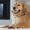 Hunger For Words Talking Pet Locaties - Hondenspeelgoed - Roze Zwart