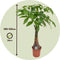 Plant in a Box - Pachira Aquatica - Kamerplant - Geldboom - Pot 24cm - Hoogte 100-120cm