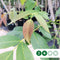 Walnotenboom 'Buccaneer' | Juglans regia 'Buccaneer' 2-4 cm | Bomenbezorgd.nl