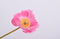 Silk-ka Kunstbloem-Zijden Bloem-Klaproos Tak Zijde Roze 68 cm Voordeelaanbod per 2 stuks