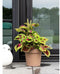 Waterreservepot - GARDEN ID Glamour - Taupe 40 cm - Korrelig oppervlak - Binnen/buiten - Strak design - Bevat hout.