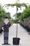 Linde vierkant dak 220 cm stamhoogte | Tilia europea 14-18 cm 220 cm| Bomenbezorgd.nl