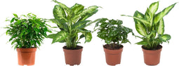 Combibox hippe kamerplanten (Ficus, Koffieplant, Dieffenbachia compacta en Camilla) - Set van 4 - De Groot - Combibox- Hoogte 25 cm