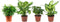 Combibox hippe kamerplanten (Ficus, Koffieplant, Dieffenbachia compacta en Camilla) - Set van 4 - De Groot - Combibox- Hoogte 25 cm