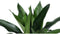 Dracaena Janet Lind ↨ 70cm - hoge kwaliteit planten