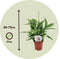 Plant in a Box - Spathiphyllum - set van 2 - Pokon - enkelbladige kamerplant - pot 17cm - hoogte 60-70cm - luchtzuiverende kamerplant