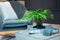 Goed & Groen - Lova Microsorum Diversifolium - ↨ 48cm - Potmaat 17 - Kwaliteit Planten - Kamer Plant - Kamerplanten - Sfeer