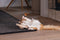 Designed by Lotte Winni - Kattenspeelgoed - Hout - Wiebelend effect - Bruin - 22x22x30 cm