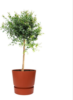 Citrus Australasica in ELHO outdoor sierpot Greenville Rond (brique) ↨ 70cm - hoge kwaliteit planten