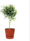 Citrus Australasica in ELHO outdoor sierpot Greenville Rond (brique) ↨ 70cm - hoge kwaliteit planten