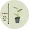 Plant in a Box - Ravenala madagascariensis - Set van 6 - Reizigerspalm - Familie van Strelitziaceae - Palm - Pot 9cm - Hoogte 25-40cm