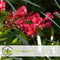 Plant in a Box - Nerium Oleander - Tuinplant - Pot 21cm - Hoogte 80-90cm
