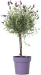 Plant in a Box - Lavandula stoechas 'Anouk' - Lavendelboom - Winterhard - Tuinplanten - Pot 15cm - Hoogte 45-55cm