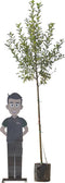 Grote appelboom Elstar Malus domestica Elstar 350 cm