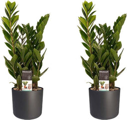 Duo 2 x Zamio Culcas met Elho B.for soft antracite