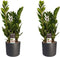 Duo 2 x Zamio Culcas met Elho B.for soft antracite