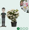 Rhododendron Cunninghams White | Rhododendron 'Cunningham's White | Bomenbezorgd.nl