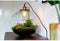 Growing Concepts DIY Duurzaam Ecosysteem Demeter lamp - H38xØ37cm
