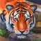 Crystal Card kit diamond painting The Tiger 18 x 18 cm