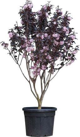 Rode japanse sierkers meerstammig | Prunus serrulata Royal Burgundy | Bomenbezorgd.nl
