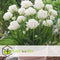 Plant in a Box - Tulipa Snow Crystal - Bloembollen x20 - Tulp - Wit - Vroegbloeier