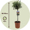 Plant in a Box - Olea Europaea - Winterharde olijfboom op stam - Pot 19cm - Hoogte 80-90cm
