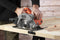 Black & Decker CS1250LKA-QS - Cirkelzaag - 1250W 66mm zaagdiepte - Oranje