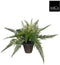 Mica Decorations Stan - Kunstplant Varen - H38 x Ø50 cm - Groen
