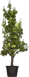 Oude perenboom Conference Pyrus c. Conference 225 cm