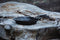 Barebones - Skillet met steel - 8