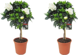 Plant in a Box - Gardenia Jasminoides - Set van 2 - Op gevlochten stam - Onderhoudsarme plant - Witte bloemen - Pot 19cm - Hoogte 50-60cm
