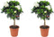 Plant in a Box - Gardenia Jasminoides - Set van 2 - Op gevlochten stam - Onderhoudsarme plant - Witte bloemen - Pot 19cm - Hoogte 50-60cm