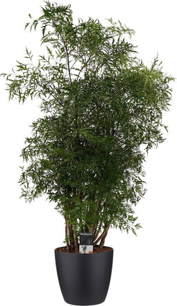 Polyscias Hawaiiana Ming vertakt met Elho brussels living black ↨ 80cm - hoge kwaliteit planten
